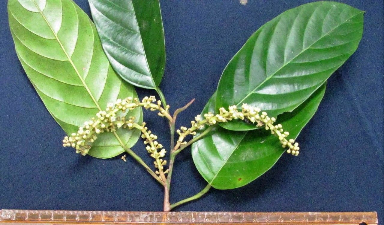 Minquartia guianensis 21