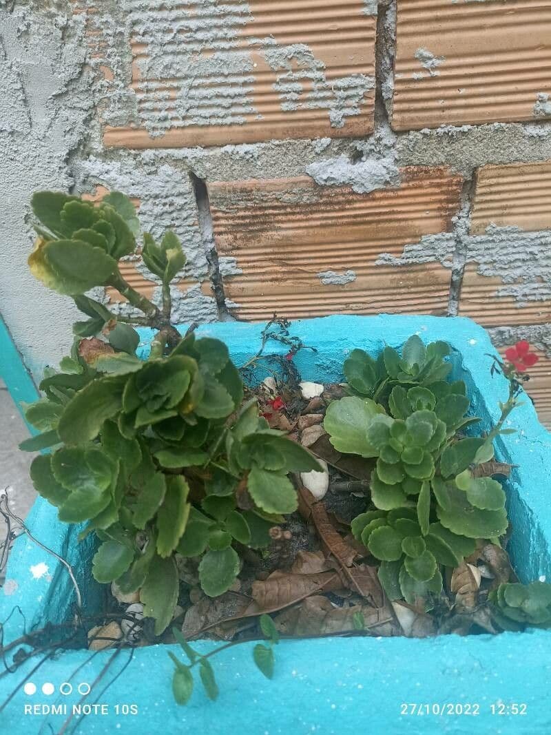 Kalanchoe 22