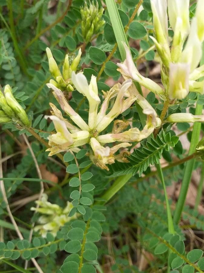 Astragalus hamosus 9
