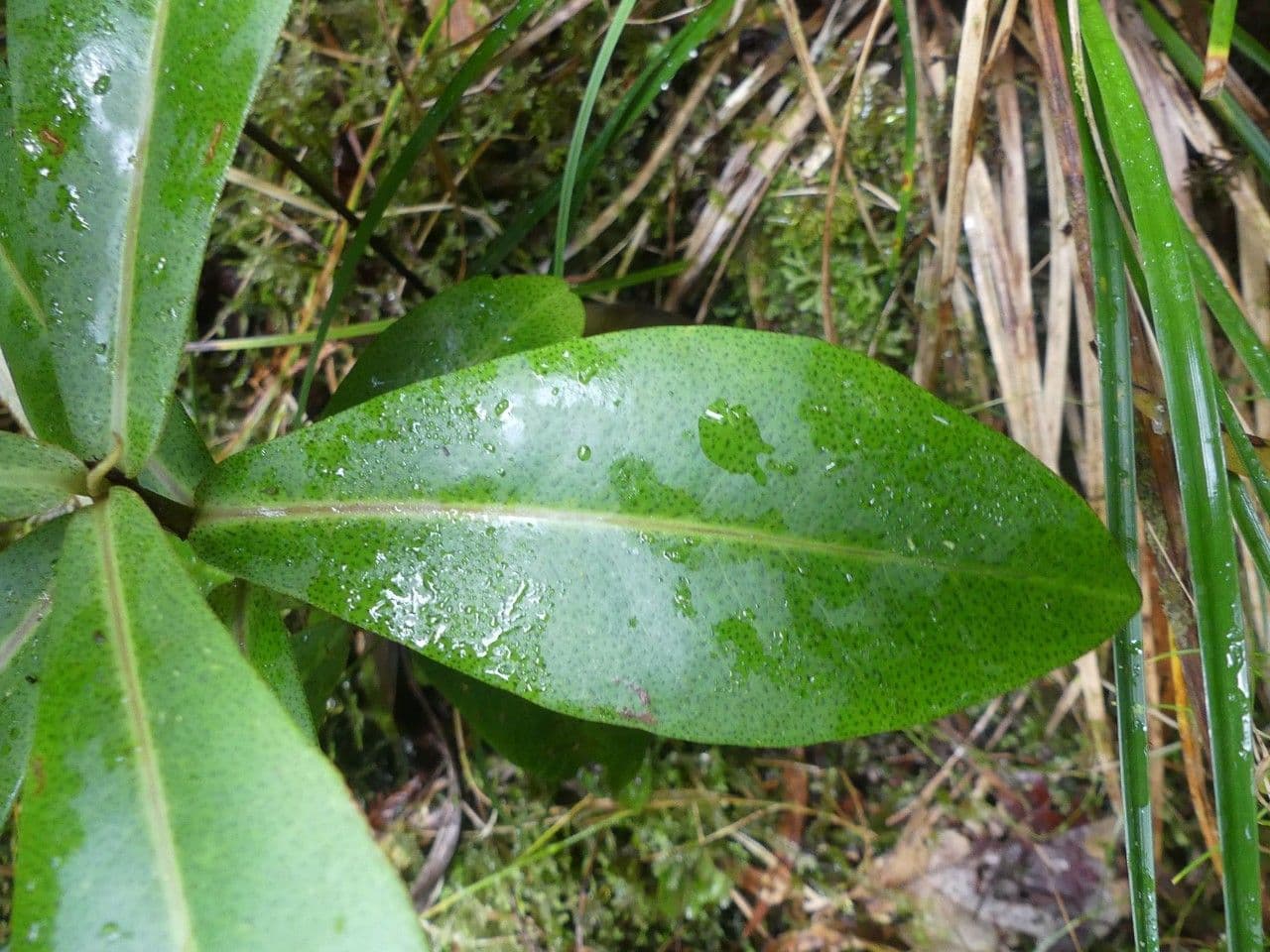 Badula 9