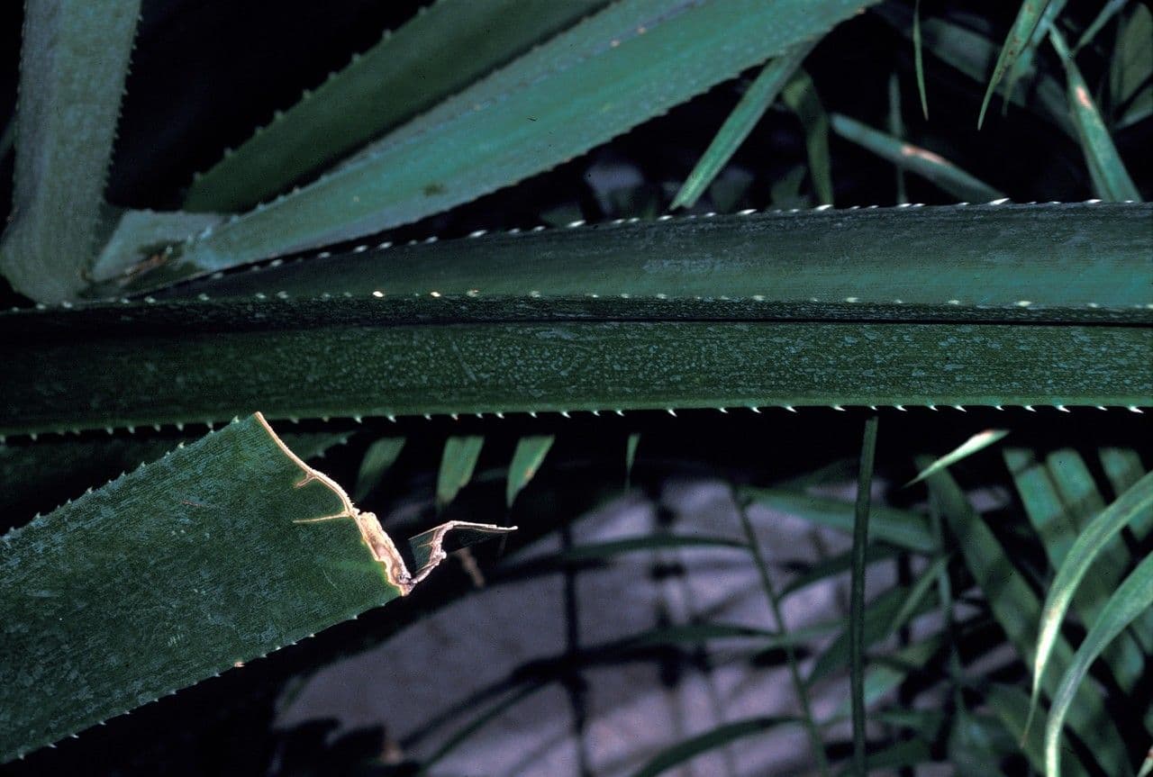Pandanus 9