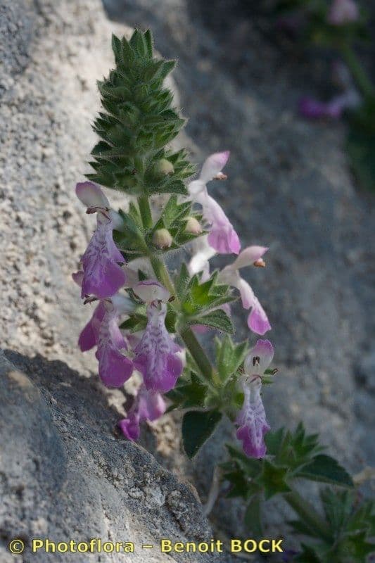 Santoreggia sinuosa 13
