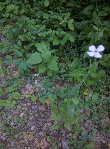 Houstonia minuta 14