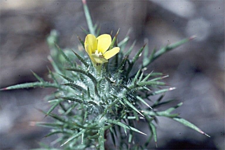 Navarretia 5
