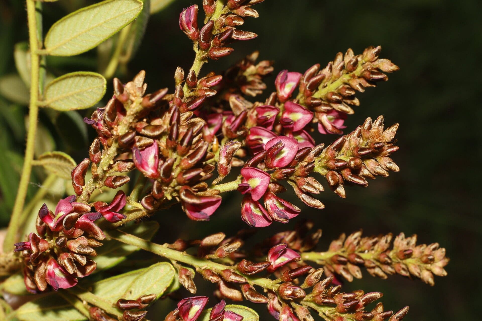 Lonchocarpus 10