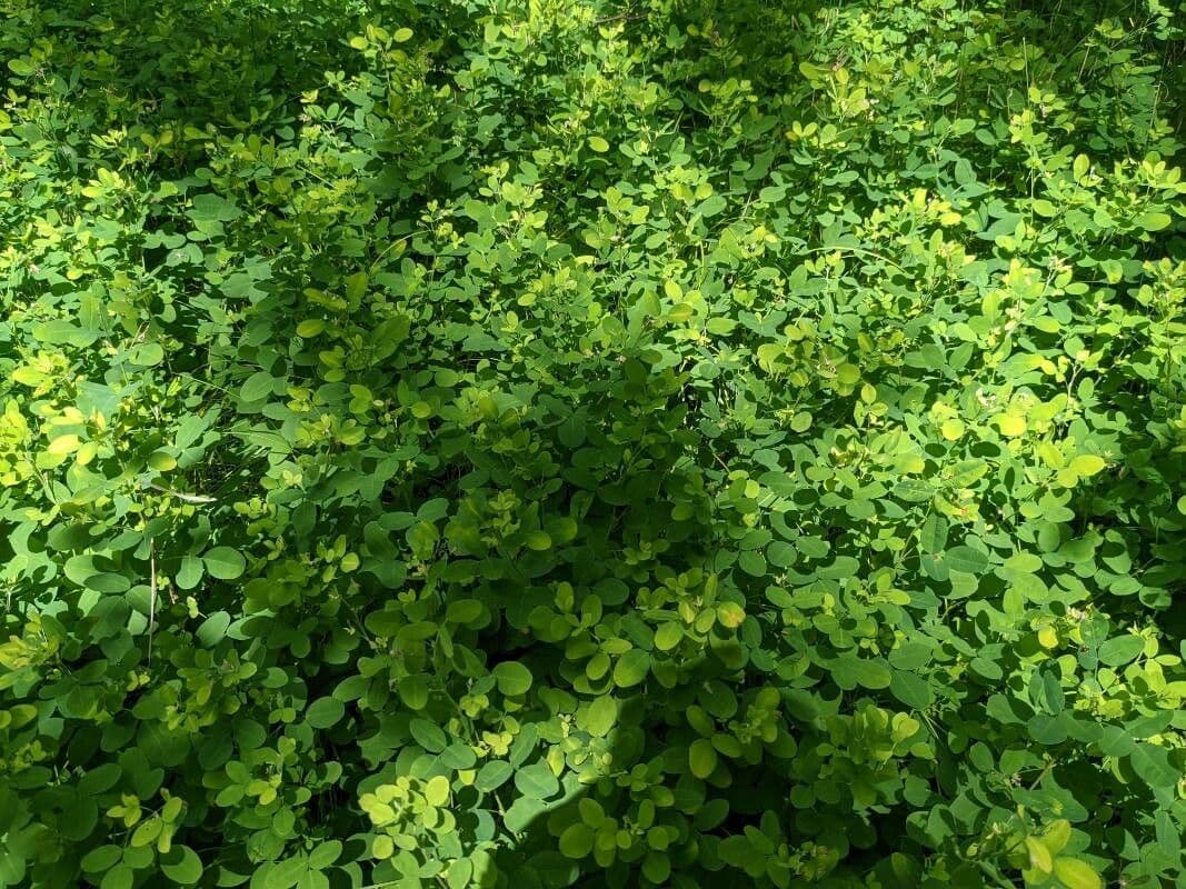 Lespedeza violacea 12