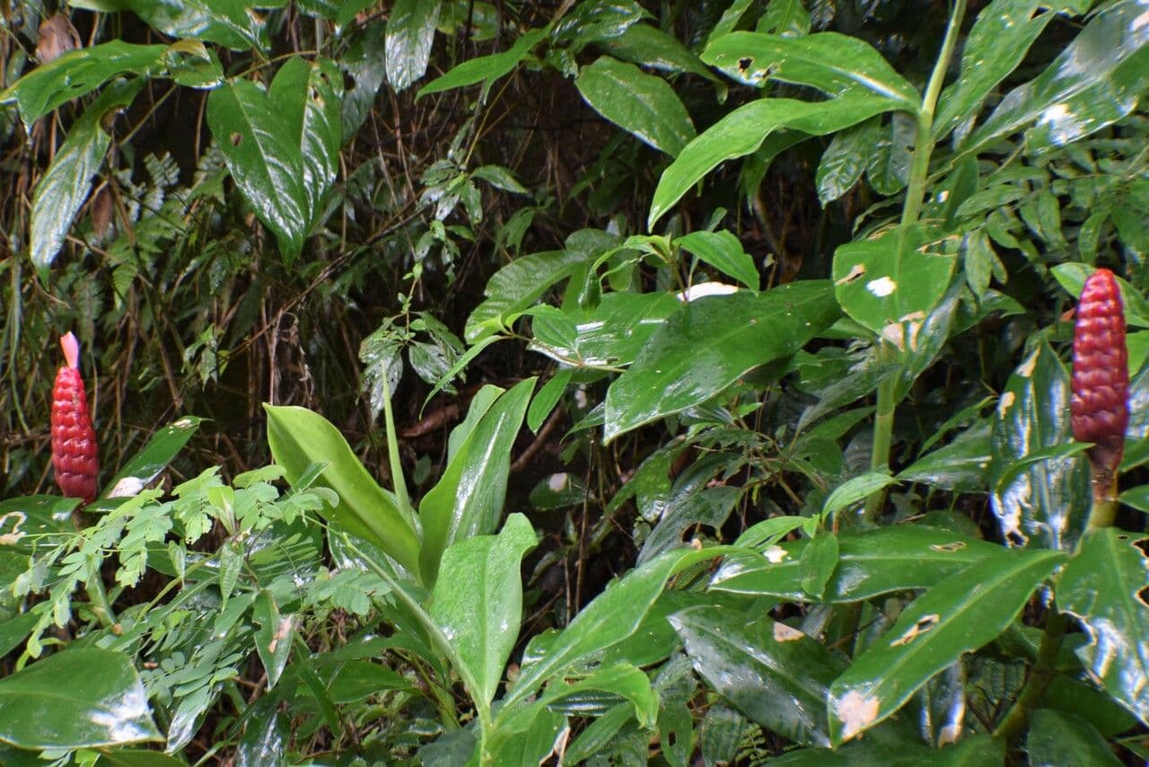 Costus 17