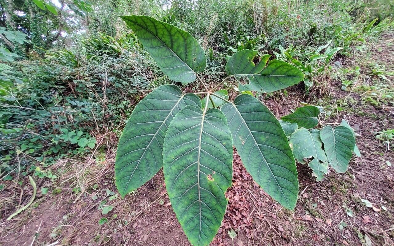 Schefflera 5