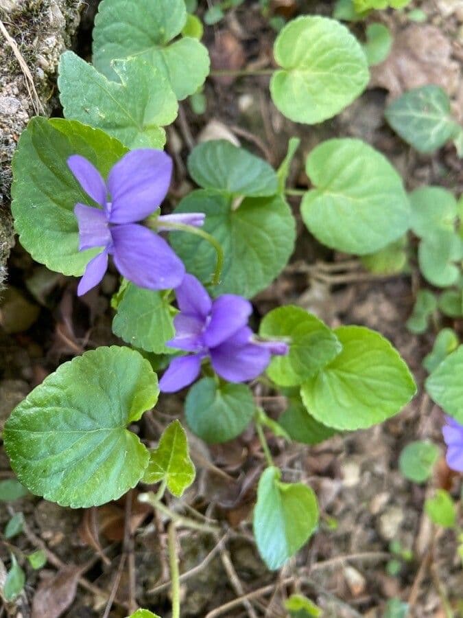 Viola di Rivinus 12