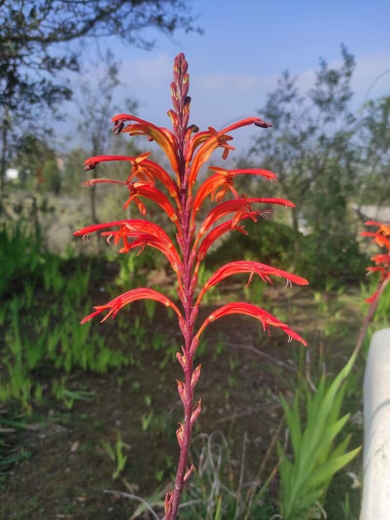 Crocosmia paniculata 2