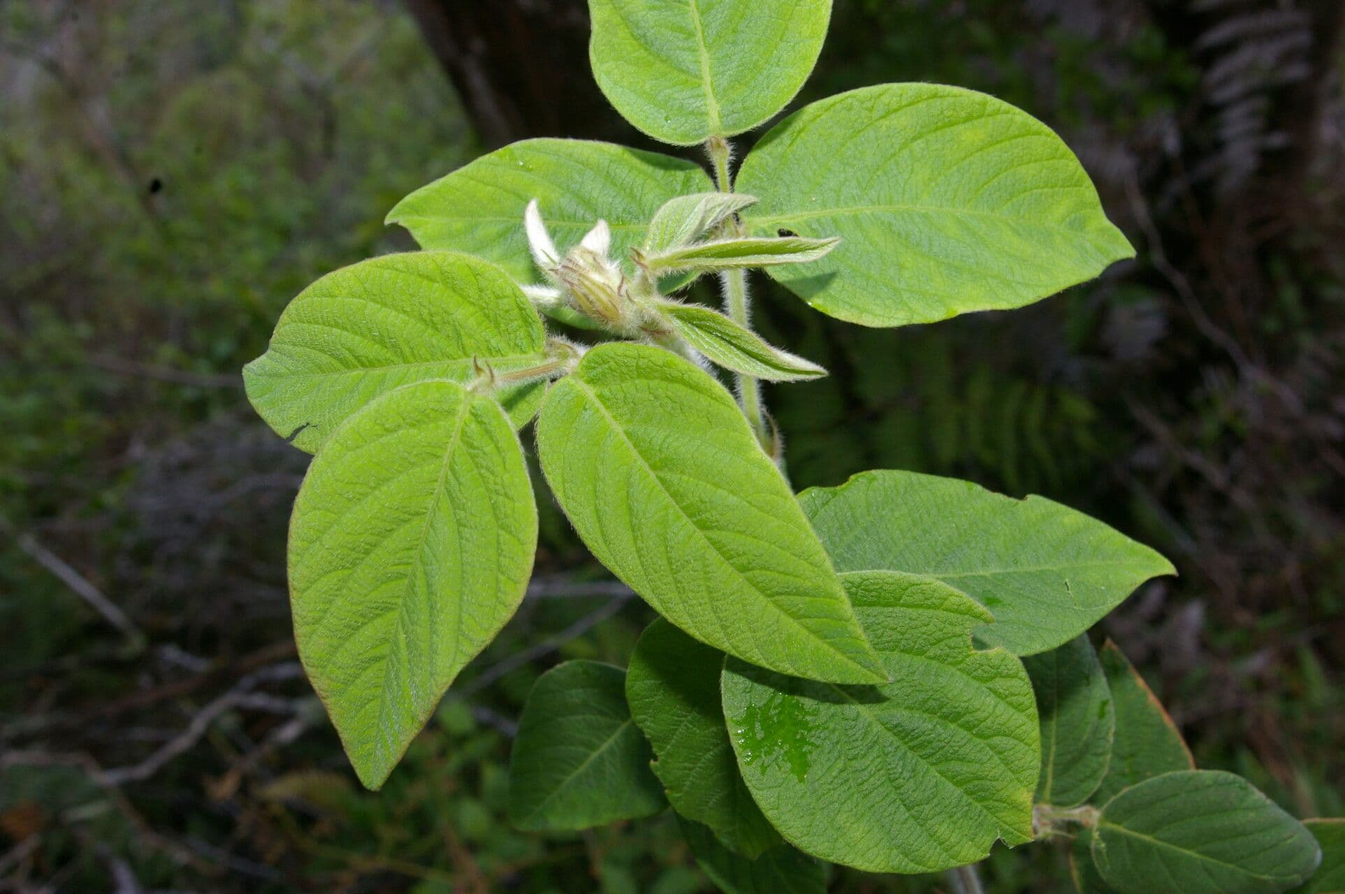 Desmodium 3