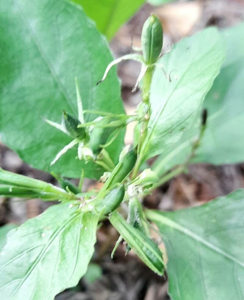 Ruellia tuberoso