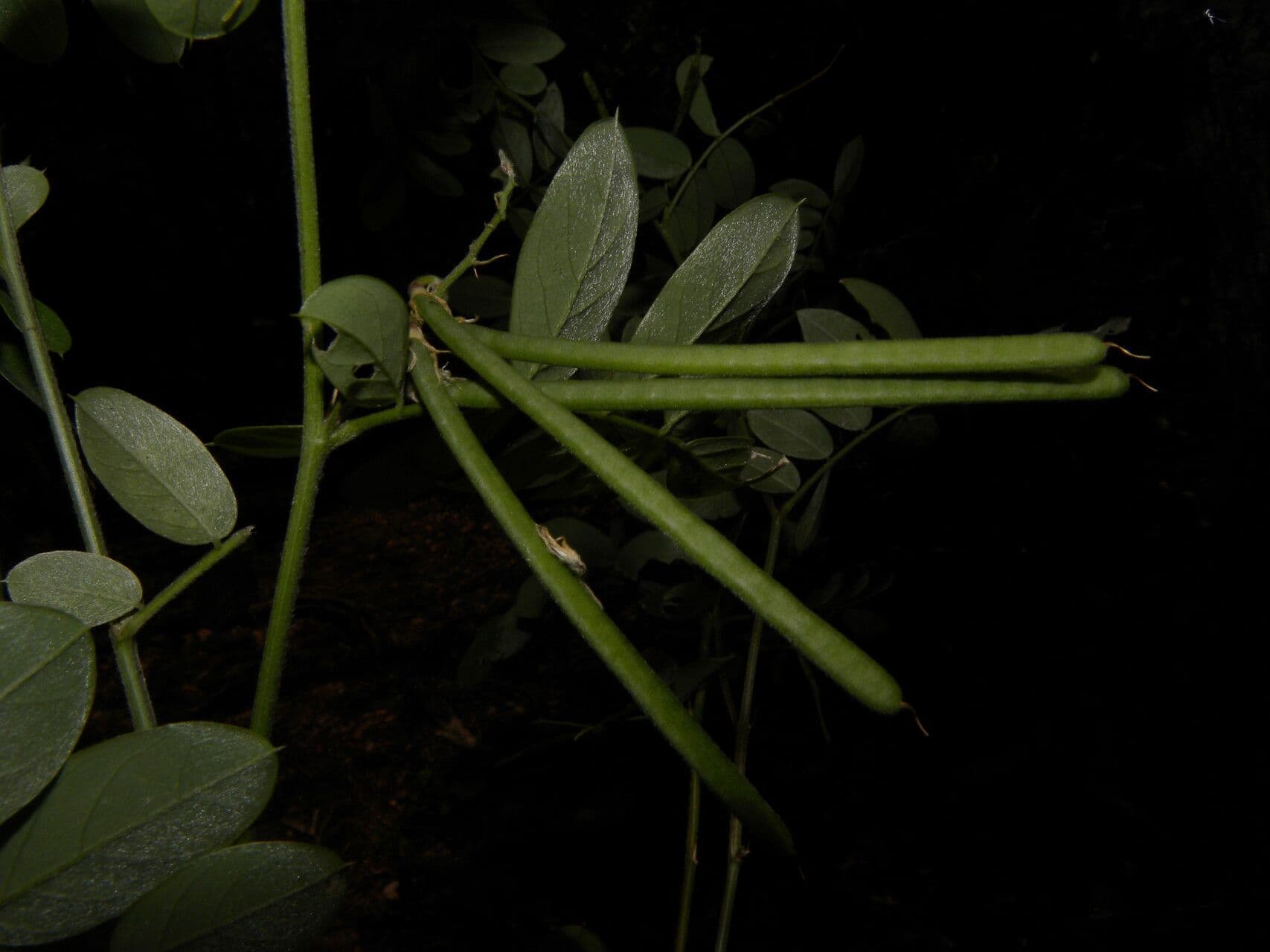 Coursetia caribaea