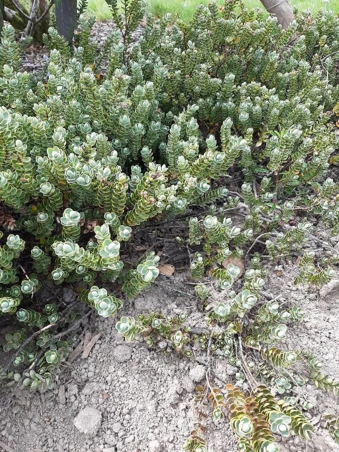 Cyathopsis 17