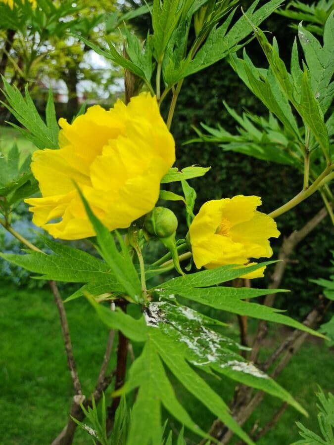 Peonia 17