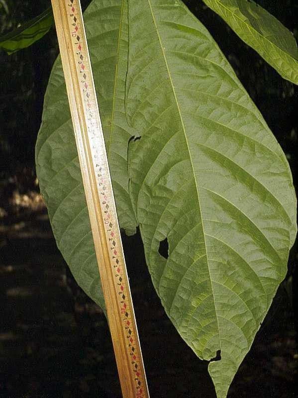 Herrania 9