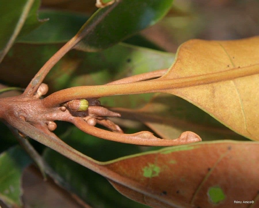 Planchonella 8