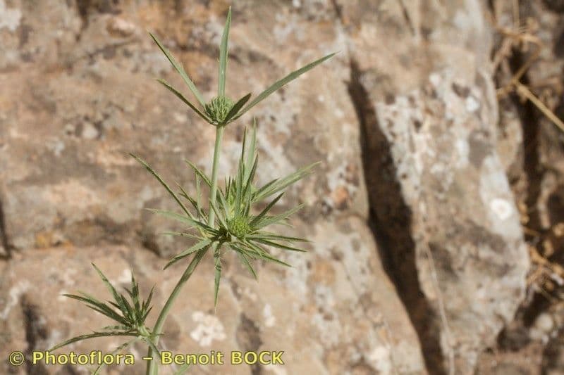 Panicaut à trois pointes 14
