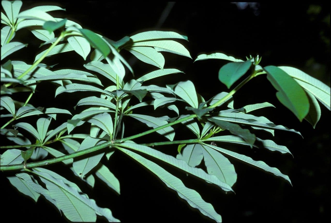 Alstonia 5