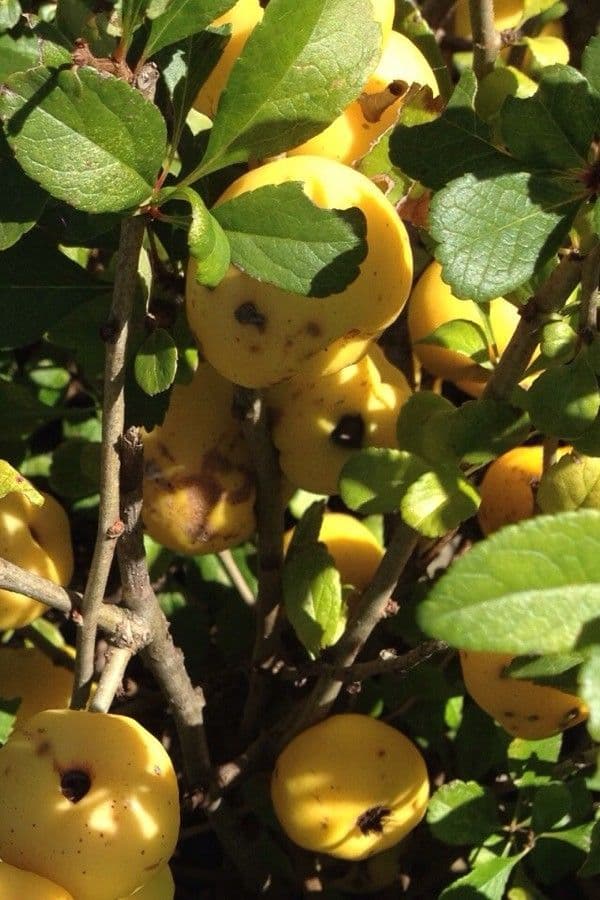 Cotogno giapponese 11
