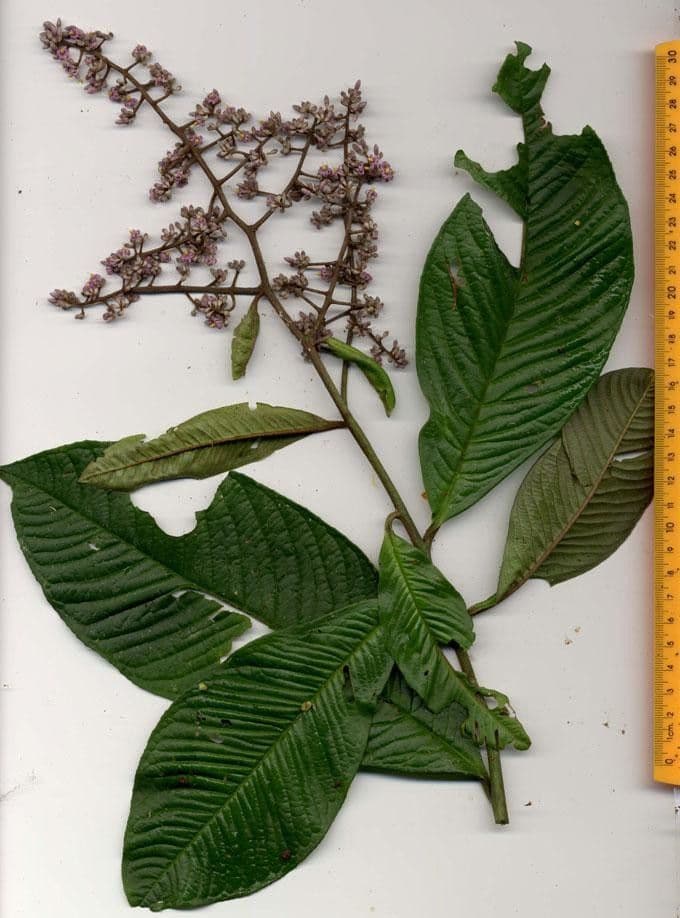 Ardisia 22