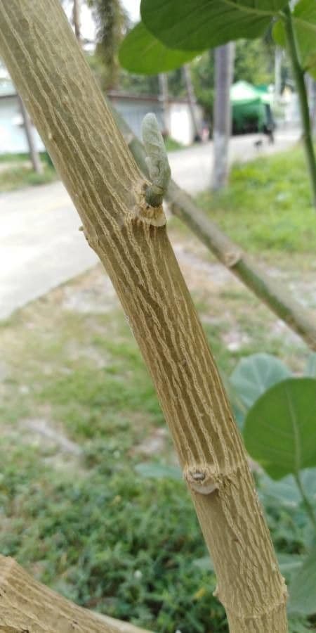 Calotropide gigante 22