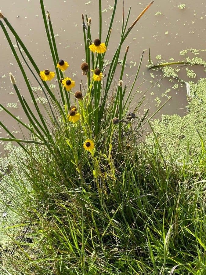 Helenium flexuosum 9