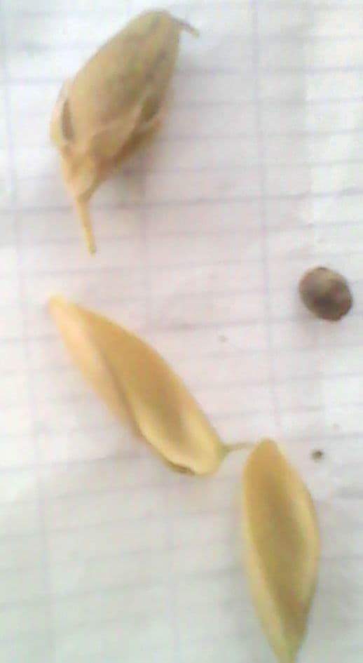 Flemingia faginea