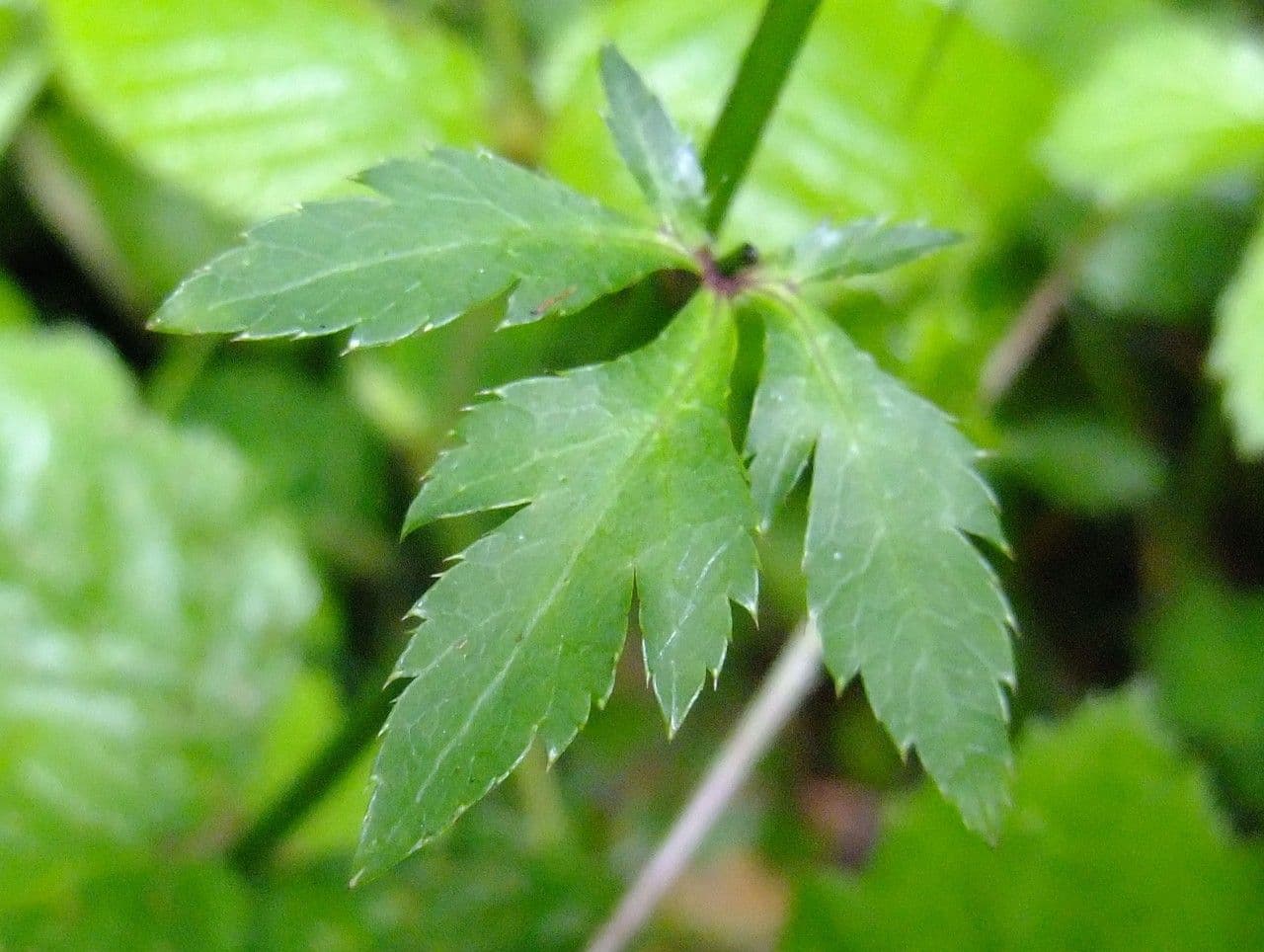 Sanikula 13