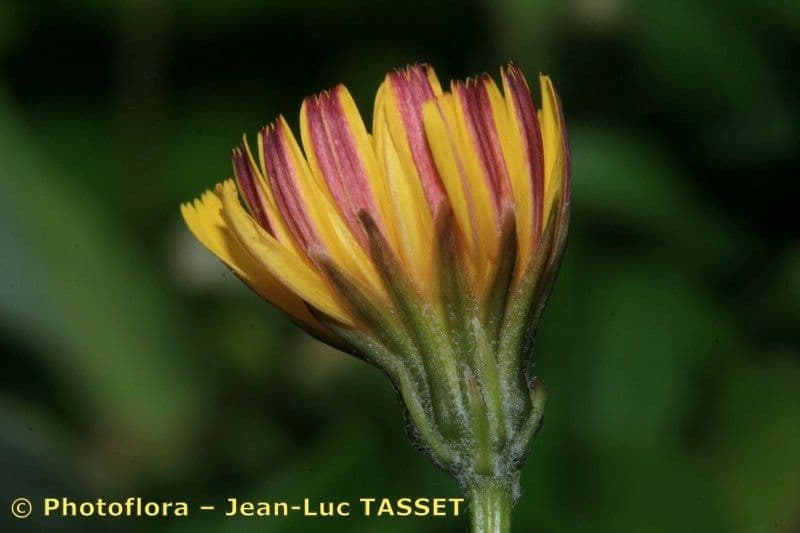 Crepis 3