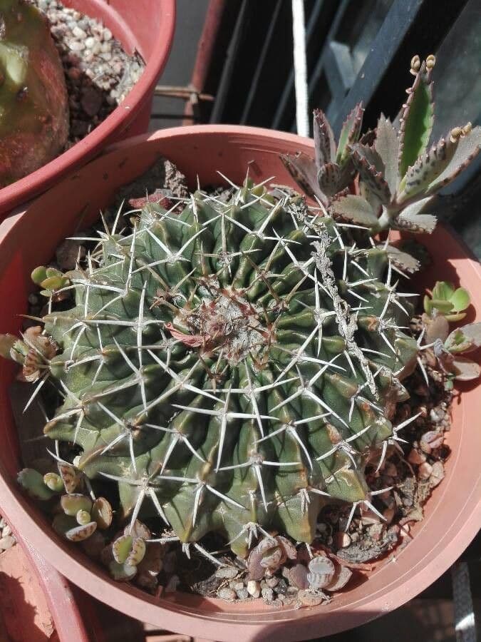 Mammillaria uncinata 18
