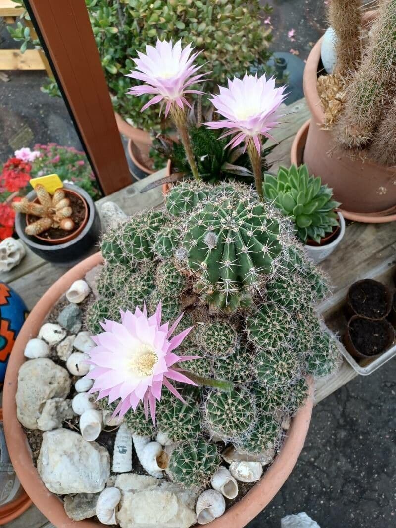 Echinopsis 2