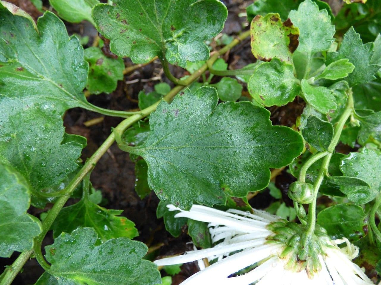 Wiesen-Margerite 7