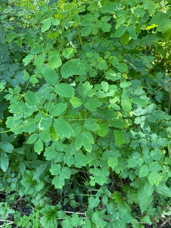Thalictrum pubescens 17