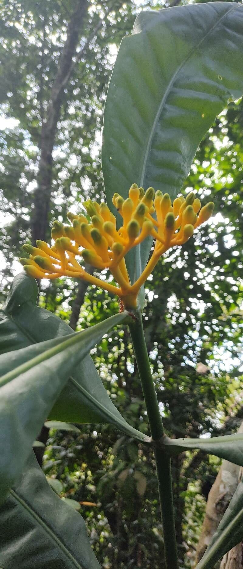 Potalia 9