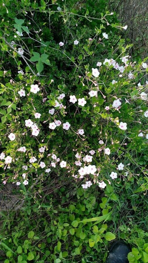 Acleisanthes 2
