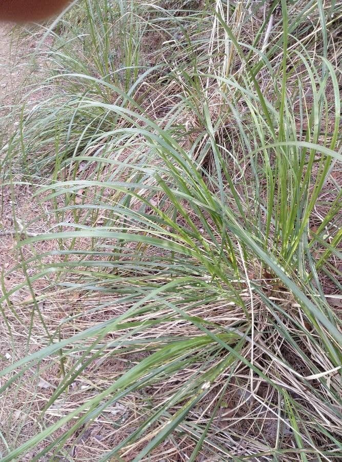 American beach grass 20