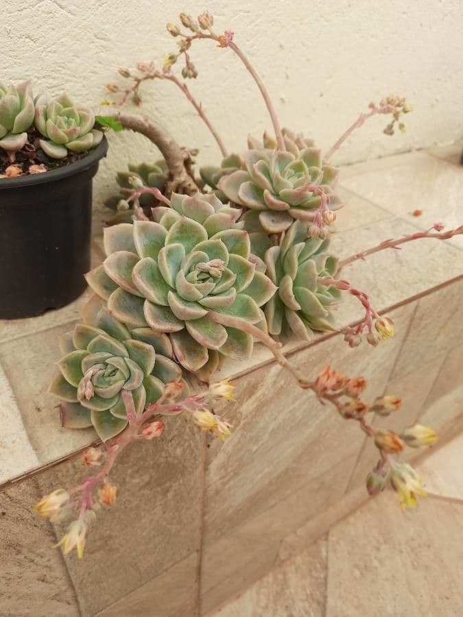 Echeveria elegante 14