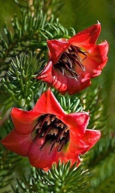 Darwinia