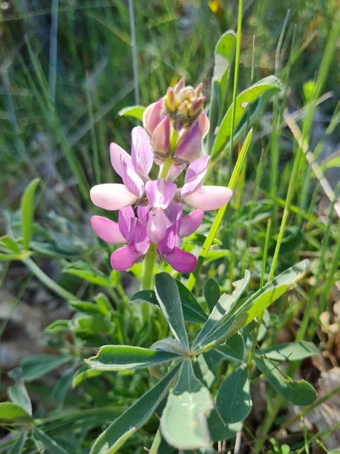 Spanische Lupine 5