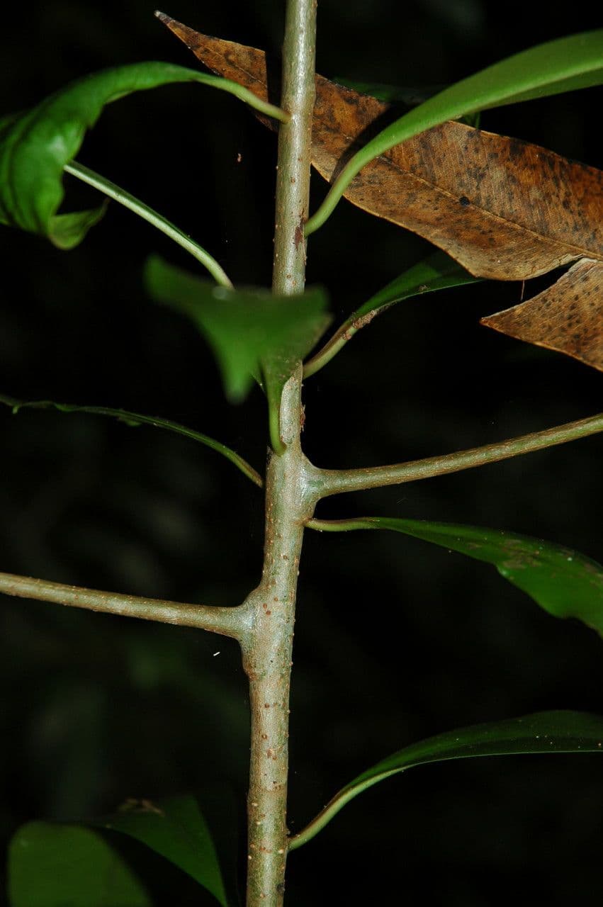 Ardisia eliptická 20