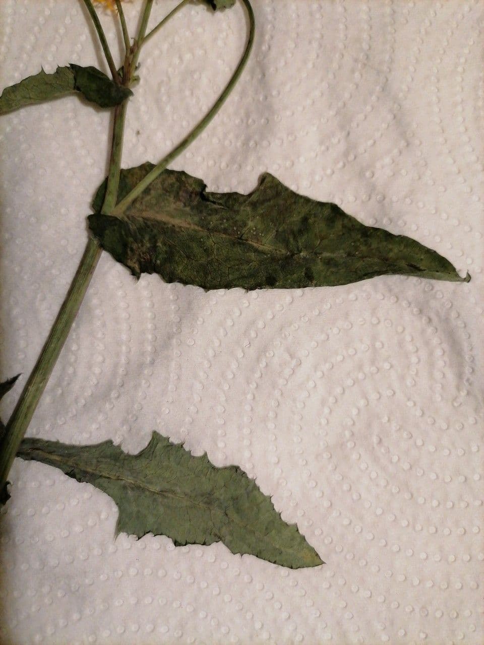 Radicchiella bienne 16