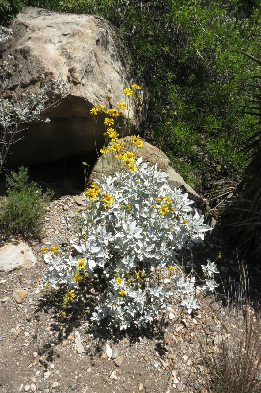 Encelia 7