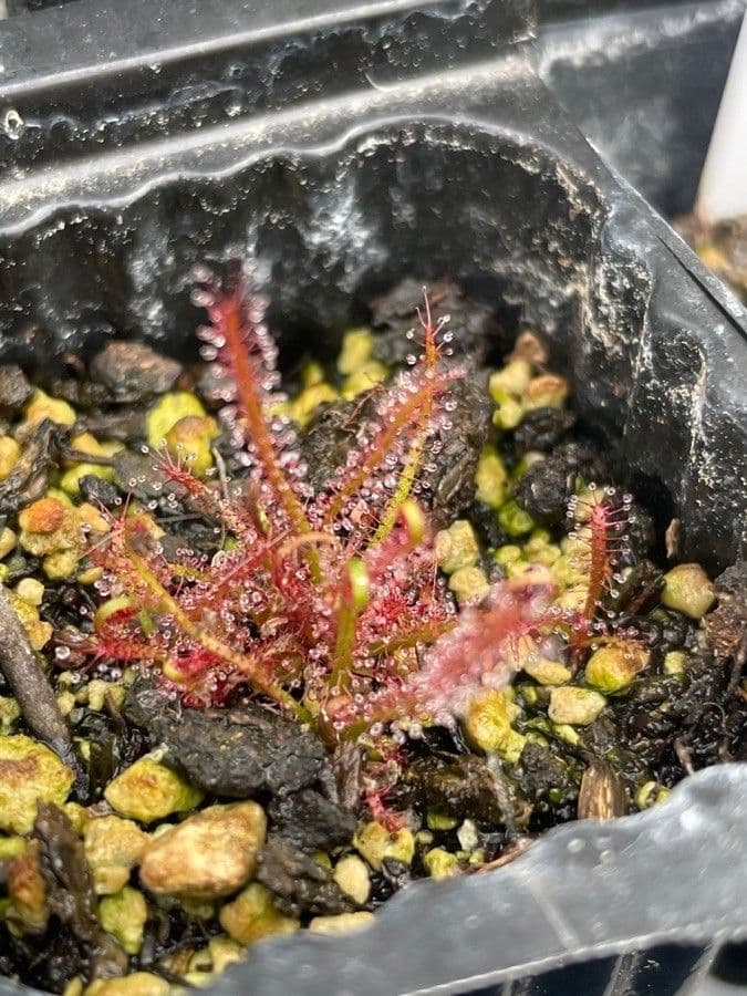 Threadleaf sundew 14