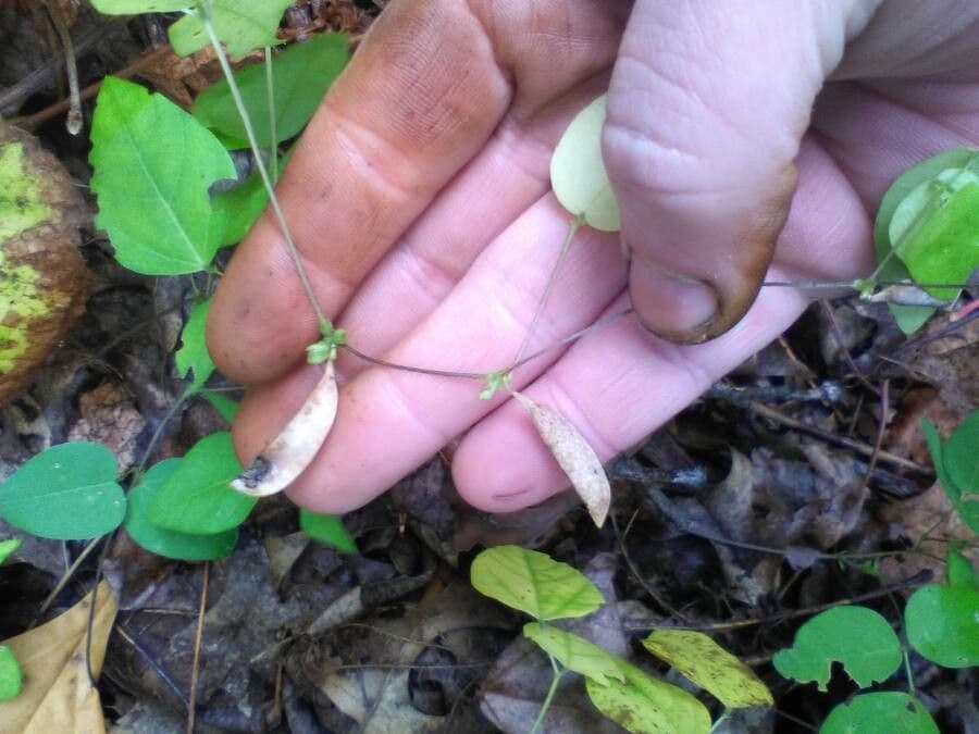 Amphicarpaea bracteata