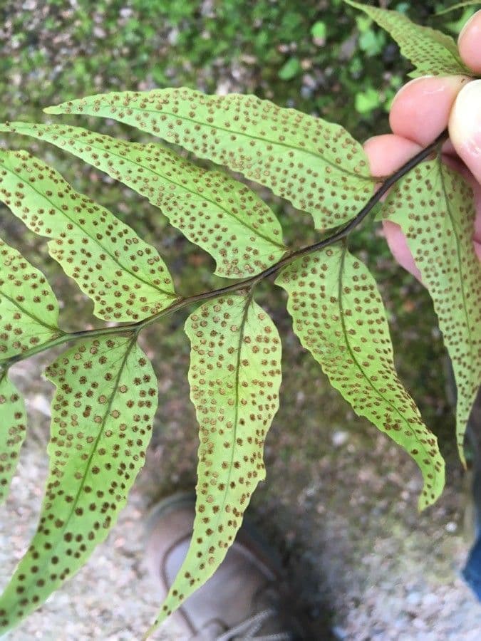 Fougère de Fortune 5