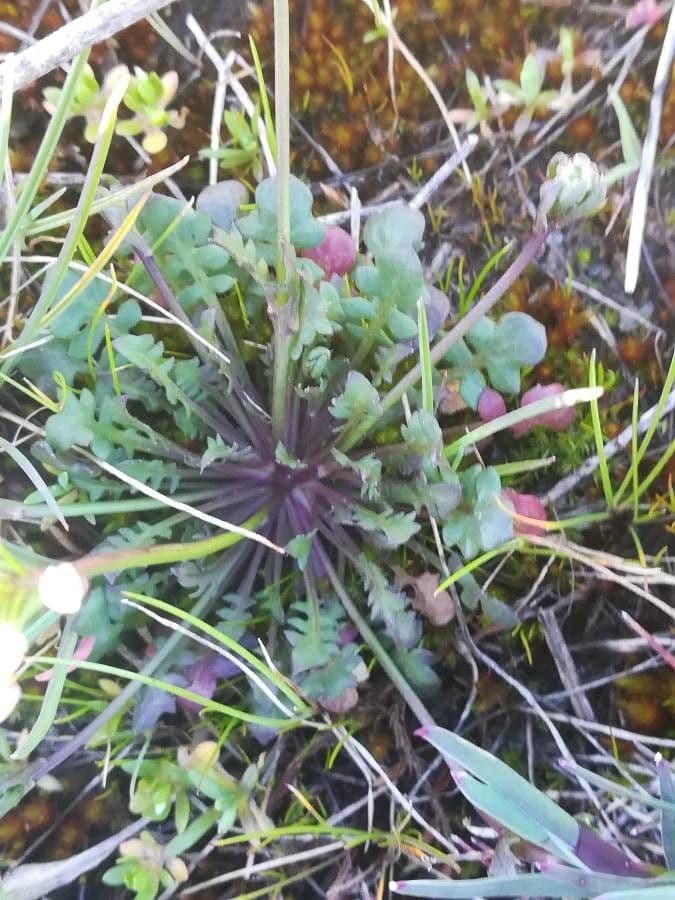 Teesdalia coronopifolia 18