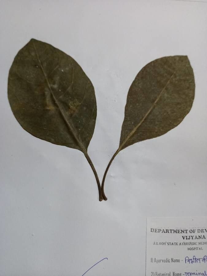 Mirabolano bellerico 5