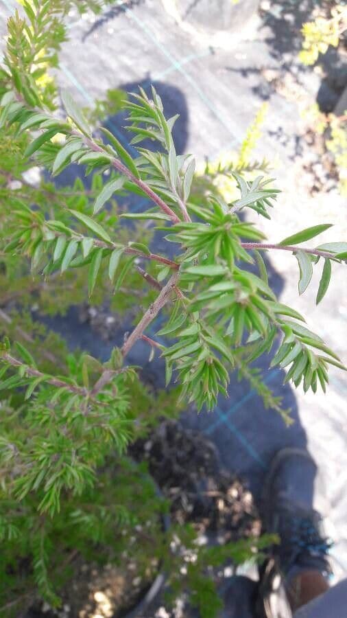 Gnidia 5