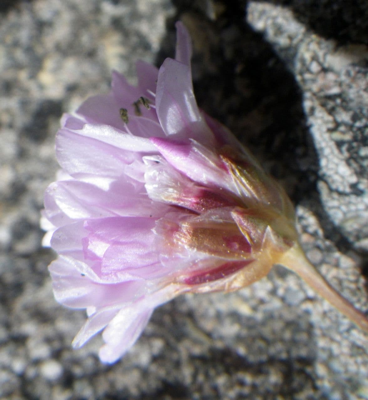 Balia 2